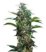 Satori regular (Mandala Seeds)