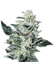 Sensi Star (Paradise Seeds)
