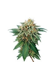 Shark Attack (Dinafem Seeds)