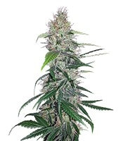 Shiva Skunk (Sensi Seeds)