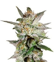 Star 47 (World of Seeds)