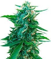 Sugar Black Rose regular (Delicious Seeds)