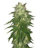 Super Hash (Pyramid Seeds)