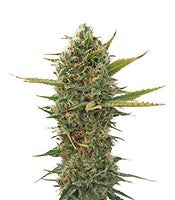 Super Skunk regular (Sensi Seeds)