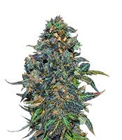 Taison Auto (VIP seeds)