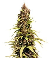 Venus Flytrap (Nirvana Seeds)