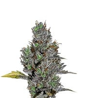 Viagra (VIP seeds)