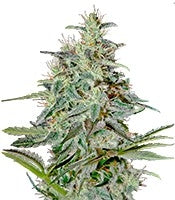 White Lemon (Strain Hunters)