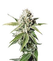 White Widow (GHS)