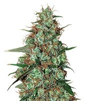Wild Thailand Ryder Auto (World of Seeds)