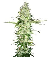 Wonder Woman (Nirvana Seeds)