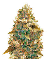 AK-49 (Vision Seeds)