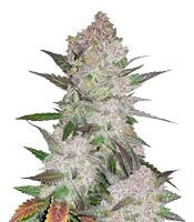 Cream Cookies Auto (Fast Buds)