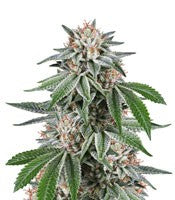 Gorilla (Dinafem Seeds)