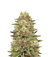 Green Gelato (RQS)