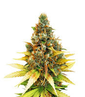 Gelato (Cali Buds Seeds)