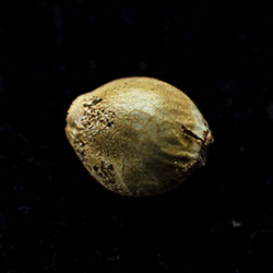 Moby Dick - 1 Seed