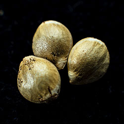 Moby Dick - 3+1 Seed