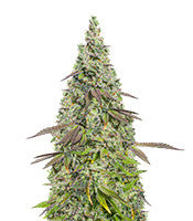 Moby Dick Auto (Seedstockers)