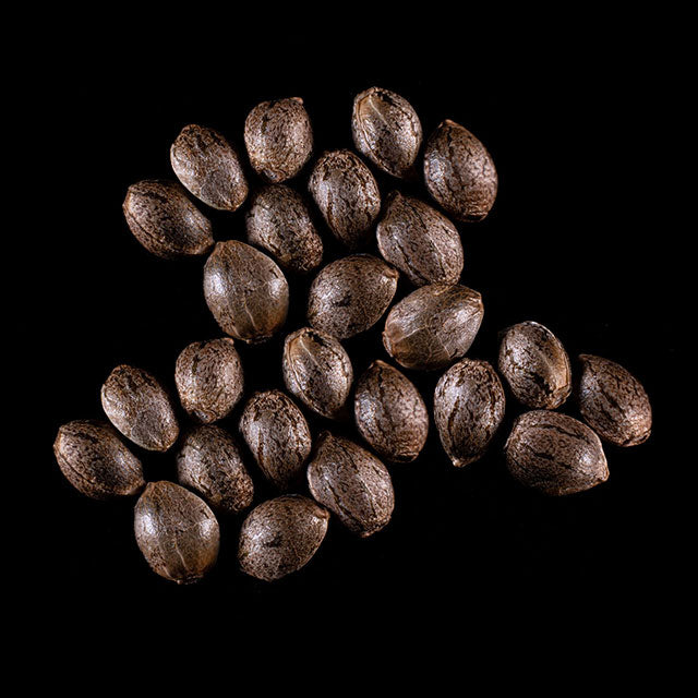 Monkey Grease - 25 Seed