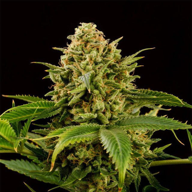 Monkey Grease