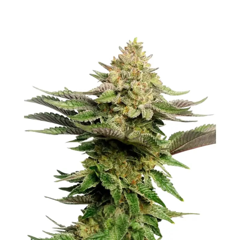 Strawberry Cough Cannabis Samen Feminisiert - 3 Stück