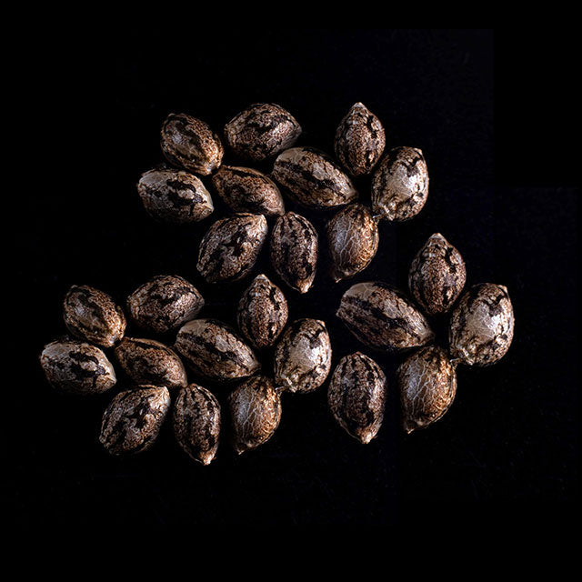 Amnesi-K Lemon - 25 Seed