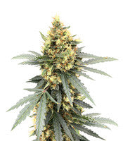 Auto Critical Orange Punch (Dutch Passion)