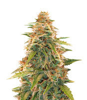 Berry Bomb (Bomb Seeds)