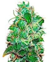 Fruity Chronic Juice (Delicious Seeds)