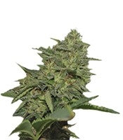 Original Cheese IBL (Paradise Seeds)
