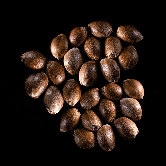 Purple Kush - 25 Seed