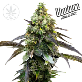 Rainbow Sherbet #11 (US) Feminisierte Stecklinge - Blimburn Seeds