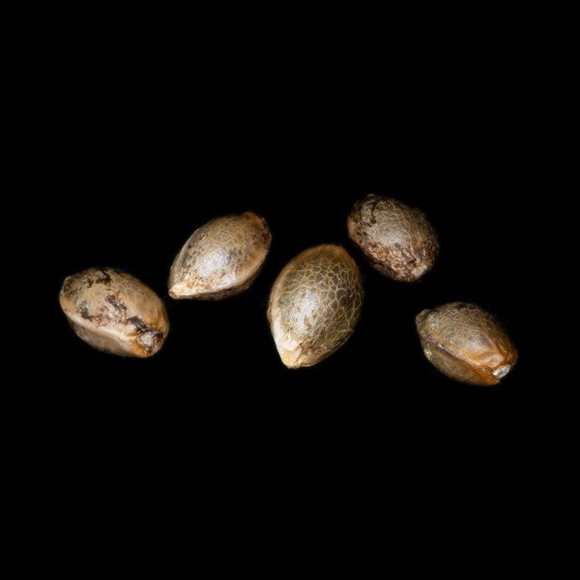Pure Skunk Go Fast - 5+2 Seed