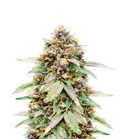 Runtz Auto (Barney's Farm)