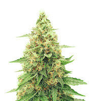 Runtz Gum (Original Sensible Seeds)