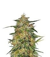 Royal Highness CBD (RQS)