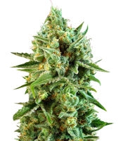 S.A.D. Sweet Afgani Delicious CBD (Sweet Seeds)