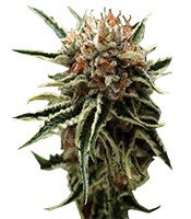 Shark (Pyramid Seeds)