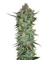 Skunk #1 regular (Sensi Seeds)