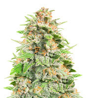 Cherry Cola Auto (Fast Buds)