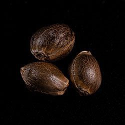 Skunk+ - 3+1 Seed
