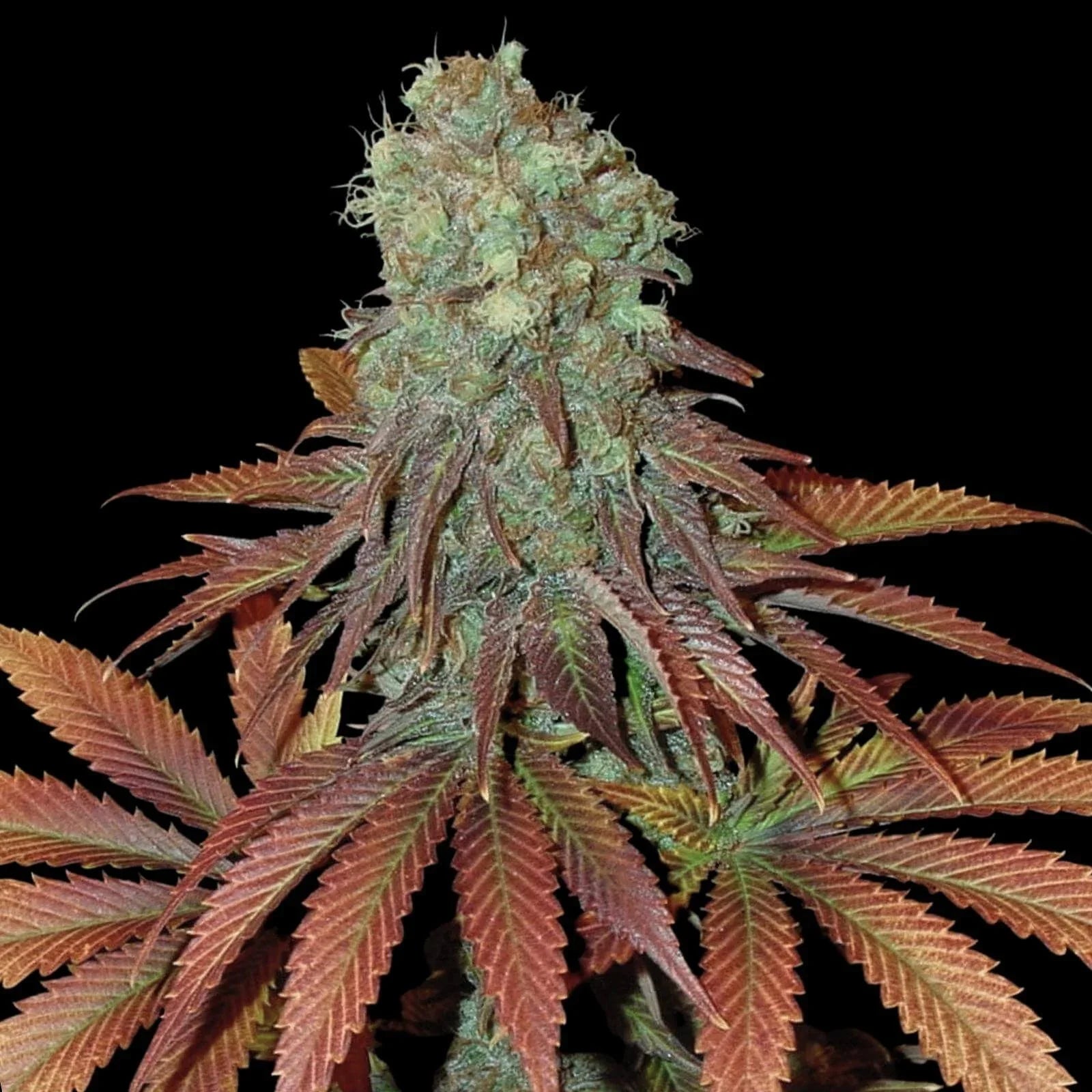 Somango Seeds - Feminisiert (25% THC)