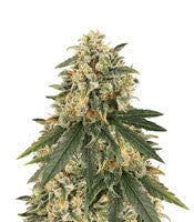 Sour Tang Kripple (Dr. Krippling Seeds)