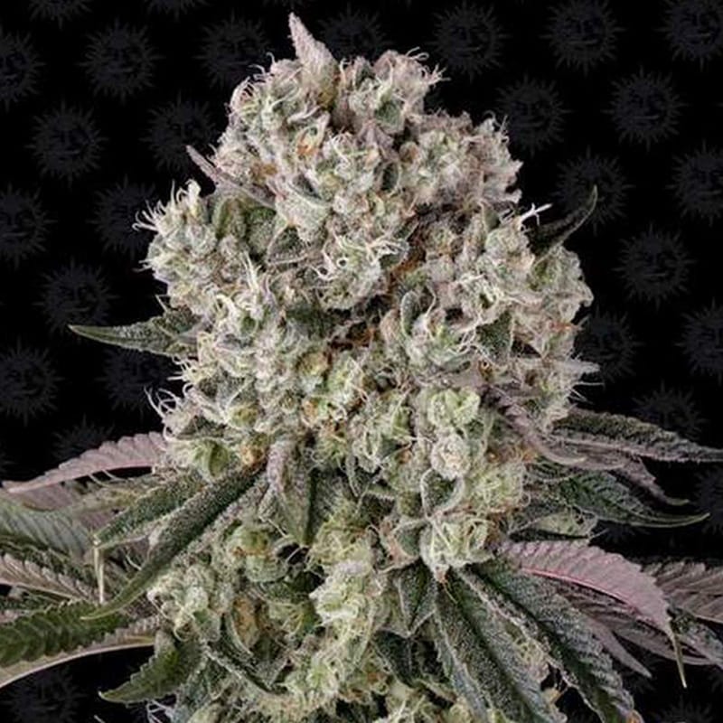 Glookies | Feminized