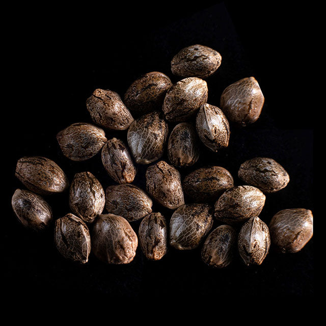 Speedy Boom Auto - 25 Seed