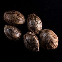 Speedy Boom Auto - 5+2 Seed