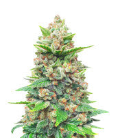 Strawberry Gorilla Auto (Fast Buds)