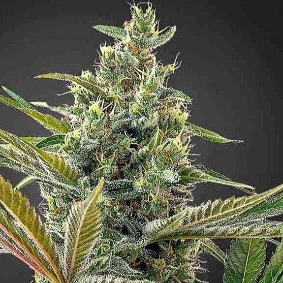 Lemon Haze CBD Seeds Feminized - 3 seeds