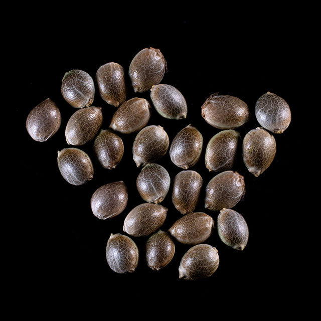 Mimosa Dream - 25 Seed